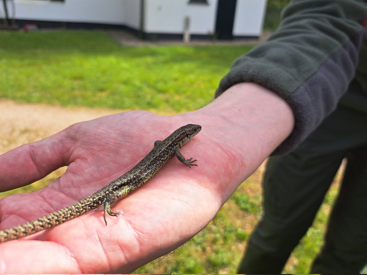 Levendbarende hagedis loopt zomaar de werkschuur bij ugchelen naar binnen!