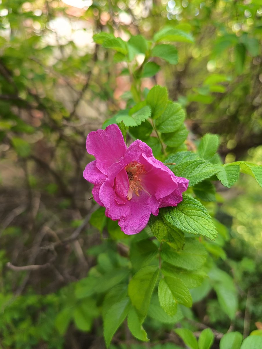 Jest pierwszy kwiat dzikiej róży! 😊🌹 #April #Spring #InMyGarden #NaturePhotography