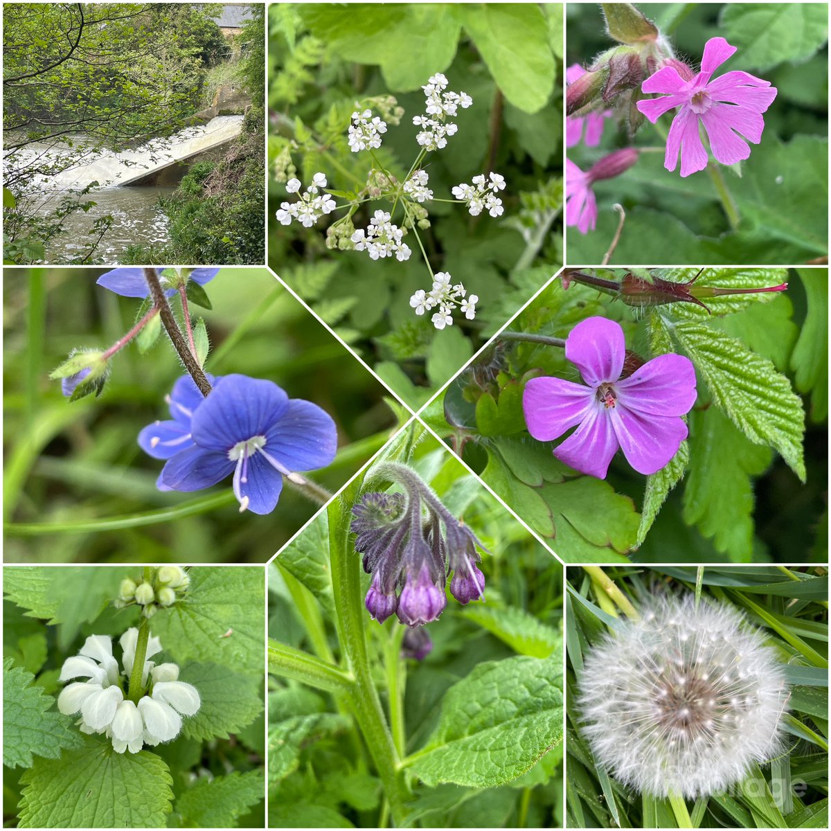 So lovely to see lots of flowers out now on our stroll today 💕#nature #wildflowers #MHHSBD