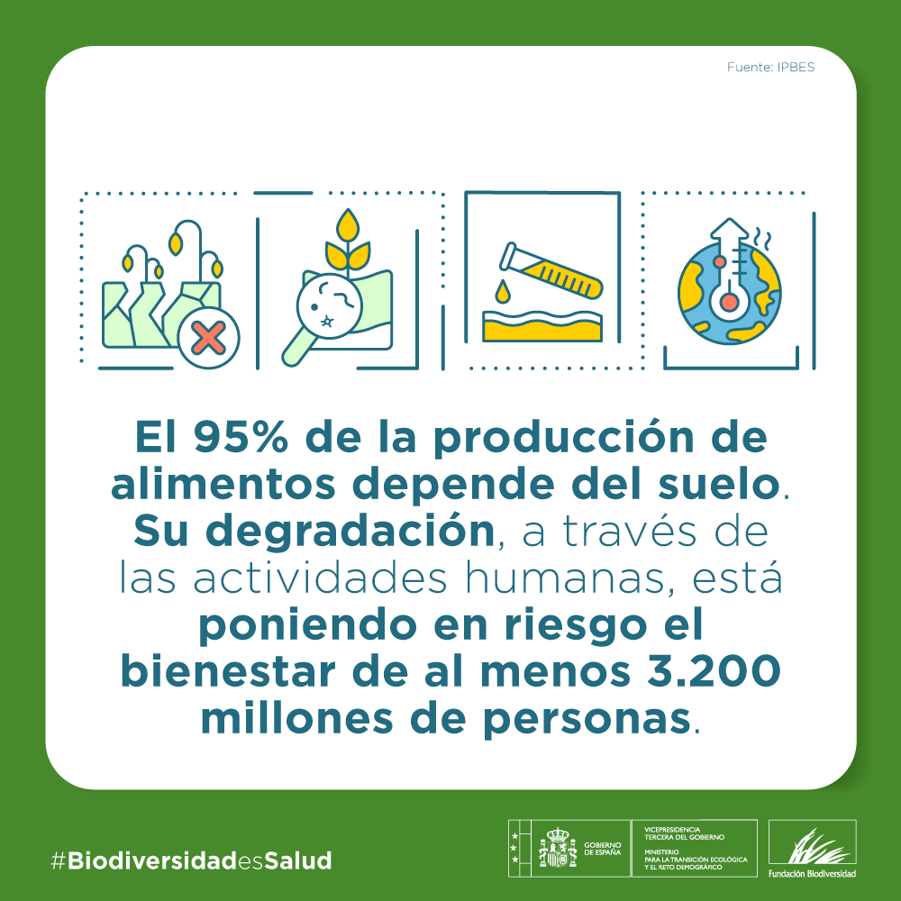 1/3 del suelo mundial está degradado debido a la: ❌ Erosión ❌ Pérdida de carbono orgánico ❌ Salinización ❌ Compactación ❌ Acidificación ❌ Contaminación química Se necesitan unos 1.000 años para formar 1 cm de capa arable superficial. #BiodiversidadesSalud