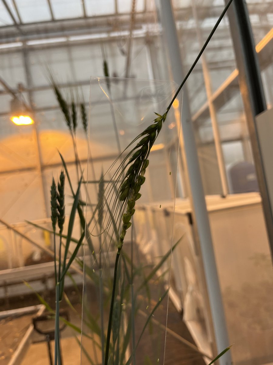 Today @HarperAdamsUni we got stuck in to a bit of Plant Breeding. First we had to emasculate (removing the male part of the plant) a very fiddly task. We had to remove the spikelets at the tip using scissors and then remove the florets in the centre of each spikelet. We…