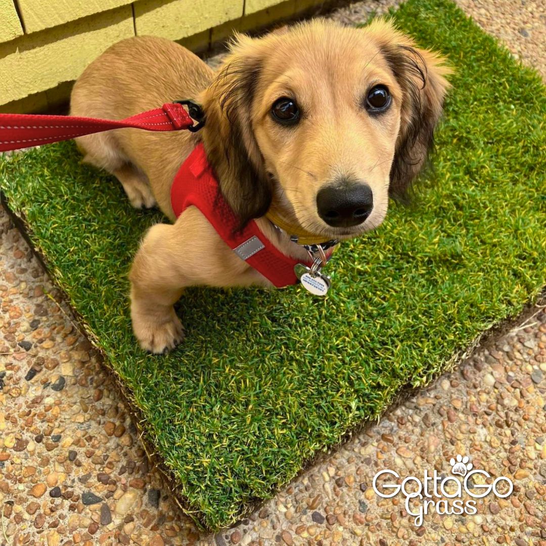Save in the long run with Gotta Go Grass®! 🌱

Initially, it might seem like a splurge compared to pee pads or fake grass, but our real grass pads last up to 4 weeks—cutting down on constant replacements and cleanups.

#GottaGoGrass #grass #dog #petproduct #dogproducts #savemoney