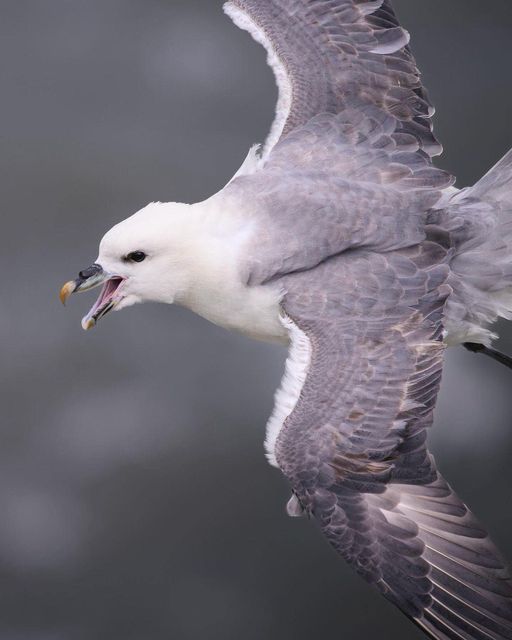 What a happy chappy! Did you know, although almost gull-like, this grey and white seabird is related to the Albatrosses? 🪶 📸 Fulmar - @normal_wildlife