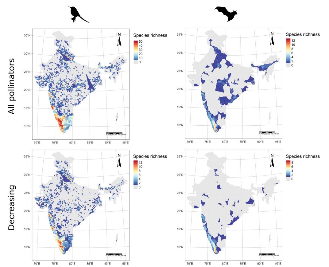 'Species diversity and extinction risk of vertebrate pollinators in India' 🇮🇳🦇🦜 Lead by Ratheesh Kallivalappil doi.org/10.1007/s10531… #OpenAccess