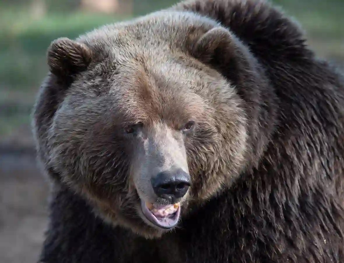 Check this out! @wallissnow reports on research published in FACETS that suggests citizen science could help restore Alberta's grizzly bear numbers 🐻 Read the @CBCNews ➡️: ow.ly/8ehZ50RqToo Read the research ➡️: ow.ly/vRtL50RqTCc 📸 from original CBC News article