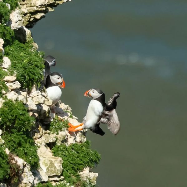 A visitor captured these wonderfully acrobatic Puffins! 😍
📷 Carla Stark