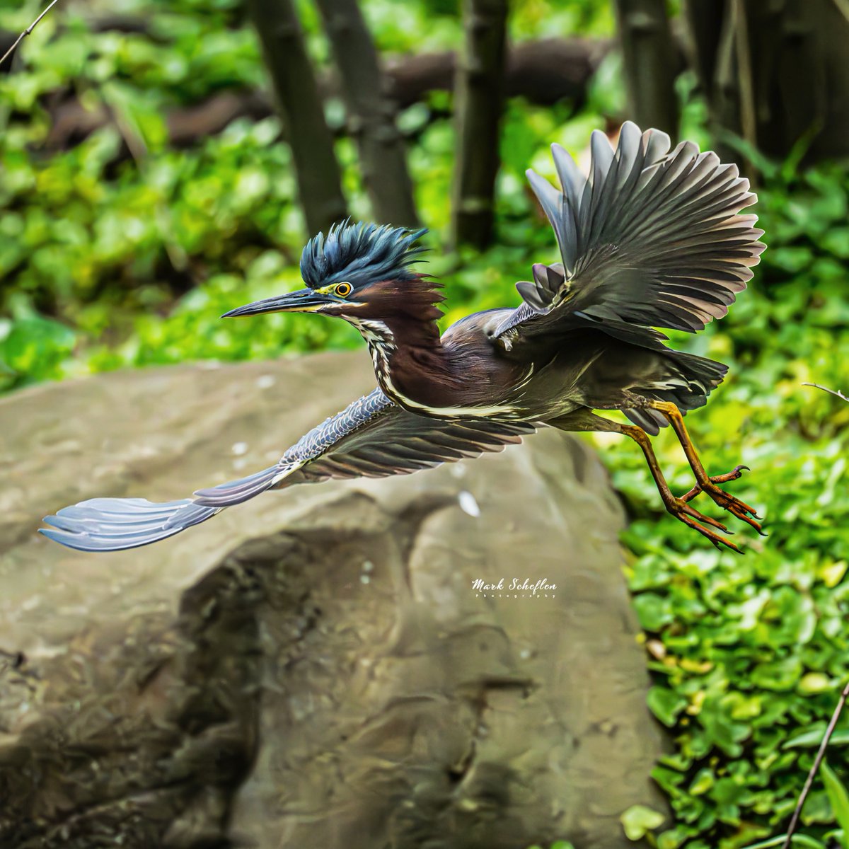 Green Heron, Loch, Central Park,  N.Y.C  #birdcpp #TwitterNatureCommunity #birdsofinstagram #britishnatureguide #naturephotography #birdphotography #twitterphotography #wildbirdphotography #nikonphotography #NatureBeauty #nycaudubon #herons