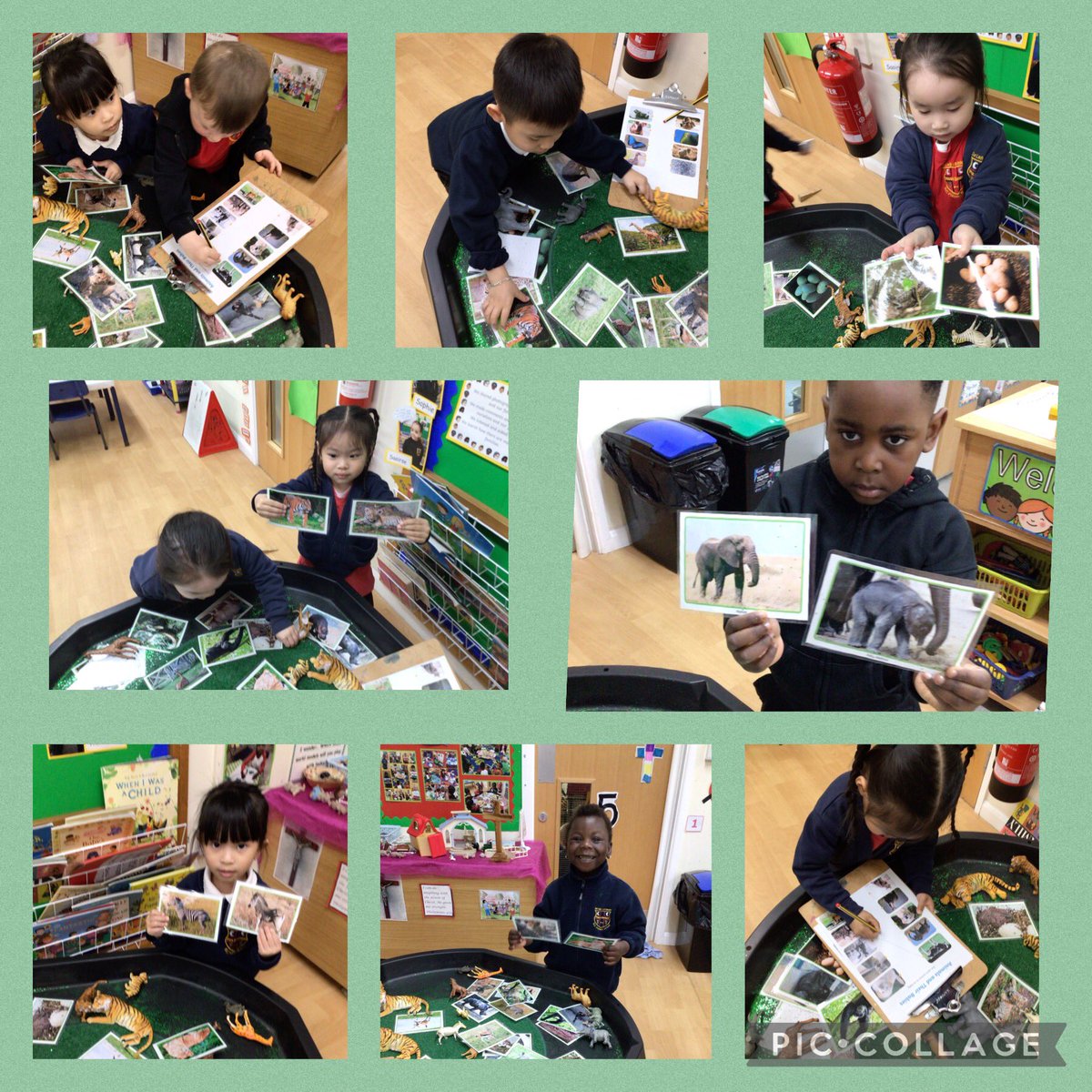 Today in nursery the children enjoyed matching adult wild animals to their young. We made comparisons and found out that most young animals look like their adult but some are different. We learnt some new names such as cub, chick and calf.🦓🦒🐅