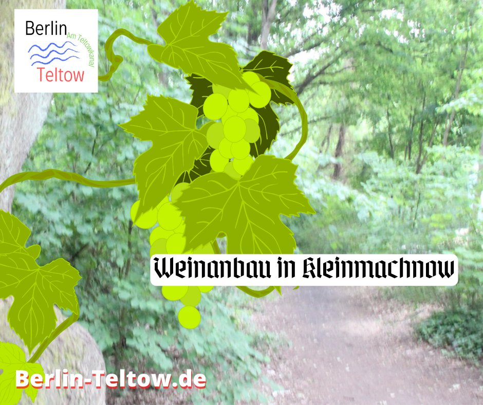 Weinanbau in #Kleinmachnow: Eine alte Tradition, davon zeugt noch der Name #Weinberg.

berlin-teltow.de/weinanbau-im-s…

#Berlin #Brandenburg #Berlin #SteglitzZehlendorf #Ausflugsziel #winzer #wein #keltern #weinanbau