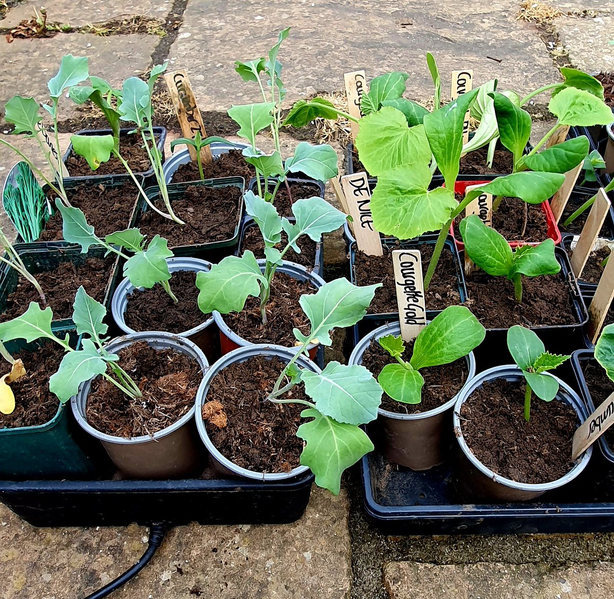 Weekend of potting on lots of brassicas and summer squashes. #GardensHour