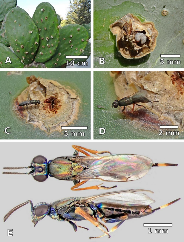 #LiteratureNotice Rodríguez-Ortega et al. First record of Eupelmus pulchriceps (Hymenoptera:Eupelmidae) as a parasitoid of Cylindrocopturus biradiatus (#Coleoptera: #Curculionidae) in Mexico. biotaxa.org/RSEA/article/v…. #Beetle #Beetles #Weevils #NewRecords #BiologicalControl