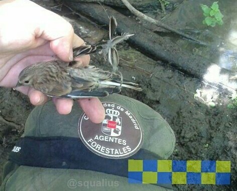 ℹ️⚠️ 🐦☠️
#InfoFauna #Madrid

Capturar pájaros con pegamento o liga, es ilegal y además cruel 🐦☠️

Si lo ves, avisa!
👇📞
☎️ 112

#AgentesForestalesCM 🚔