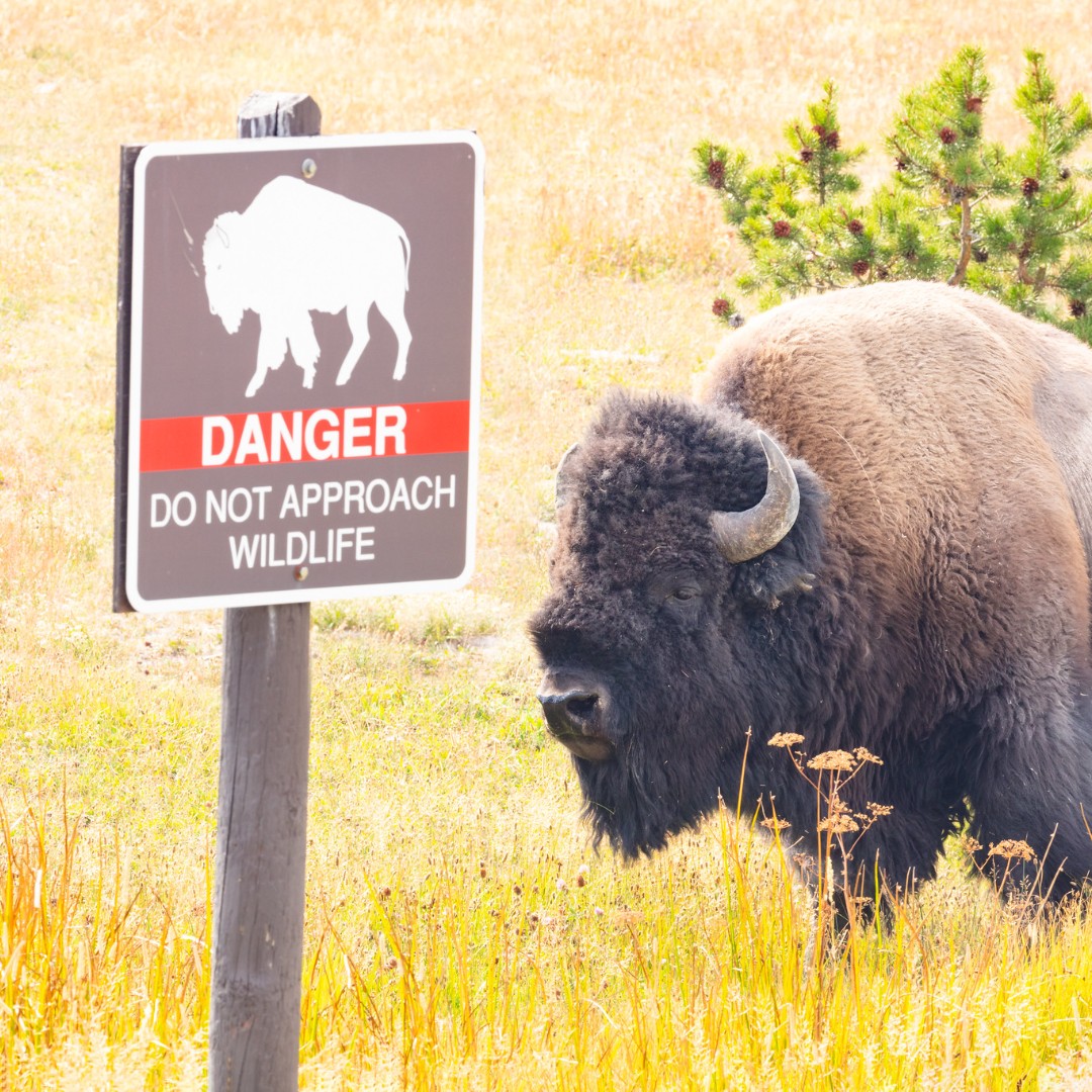 (Heads Up!) Man approached bison too closely in Yellowstone and was injured; Visitors: Protect wildlife and respect safety regulations! More info: nps.gov/yell/learn/new…