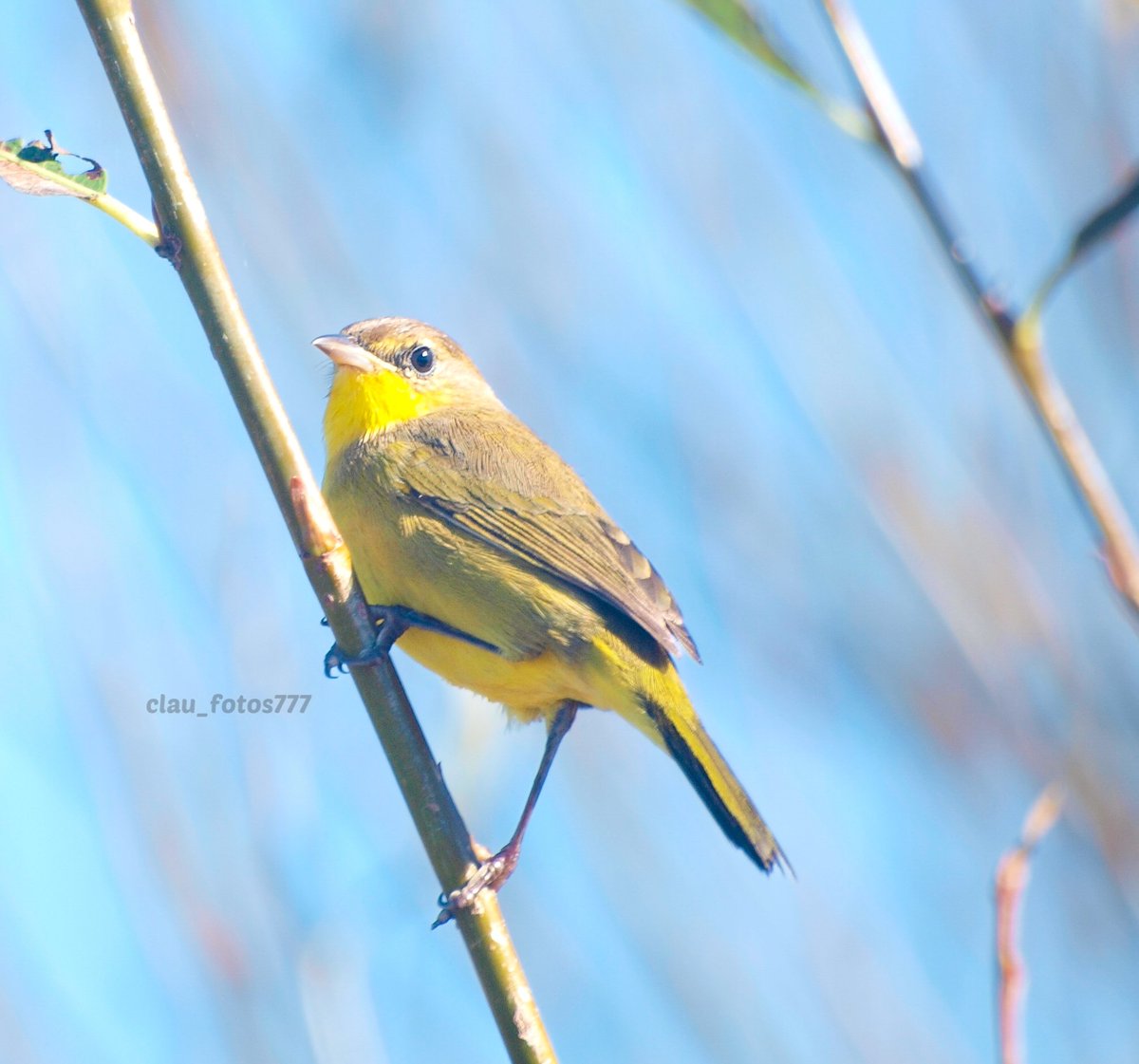 Algo de la avifauna que se observa en Laguna del Diario 🥰 Federal (Amblyramphus holosericeus) Gavilán Mixto (Parabuteo unicinctus) Pecho Amarillo (Pseudoleistes virescens) Arañero Cara Negra (Geothlypis aequinoctalis) Ejemplar hembra ♀