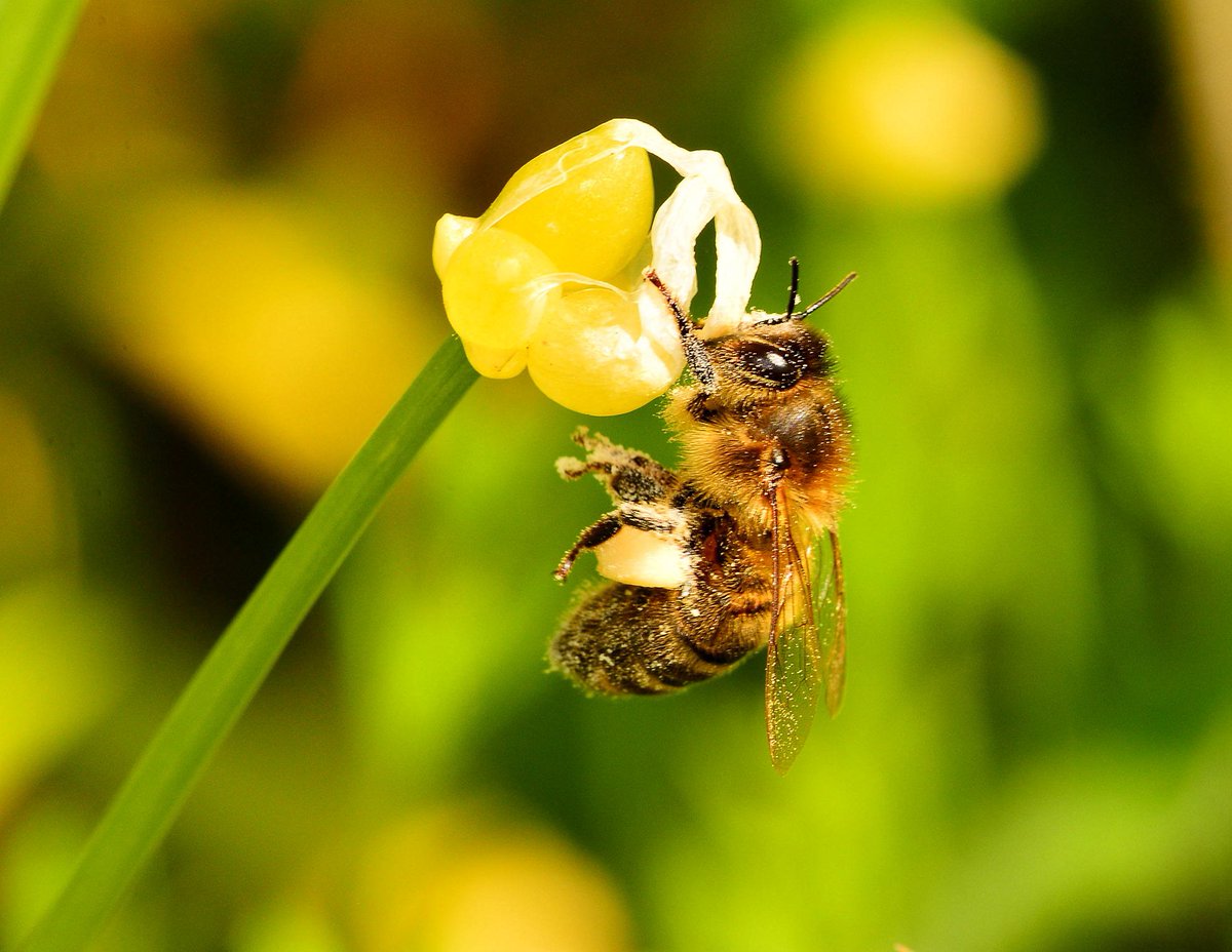 Honeybee (Apis mellifera) loaded with pollen. Bawsinch Nature Reserve, Duddingston. #Bees @ScotWildlife