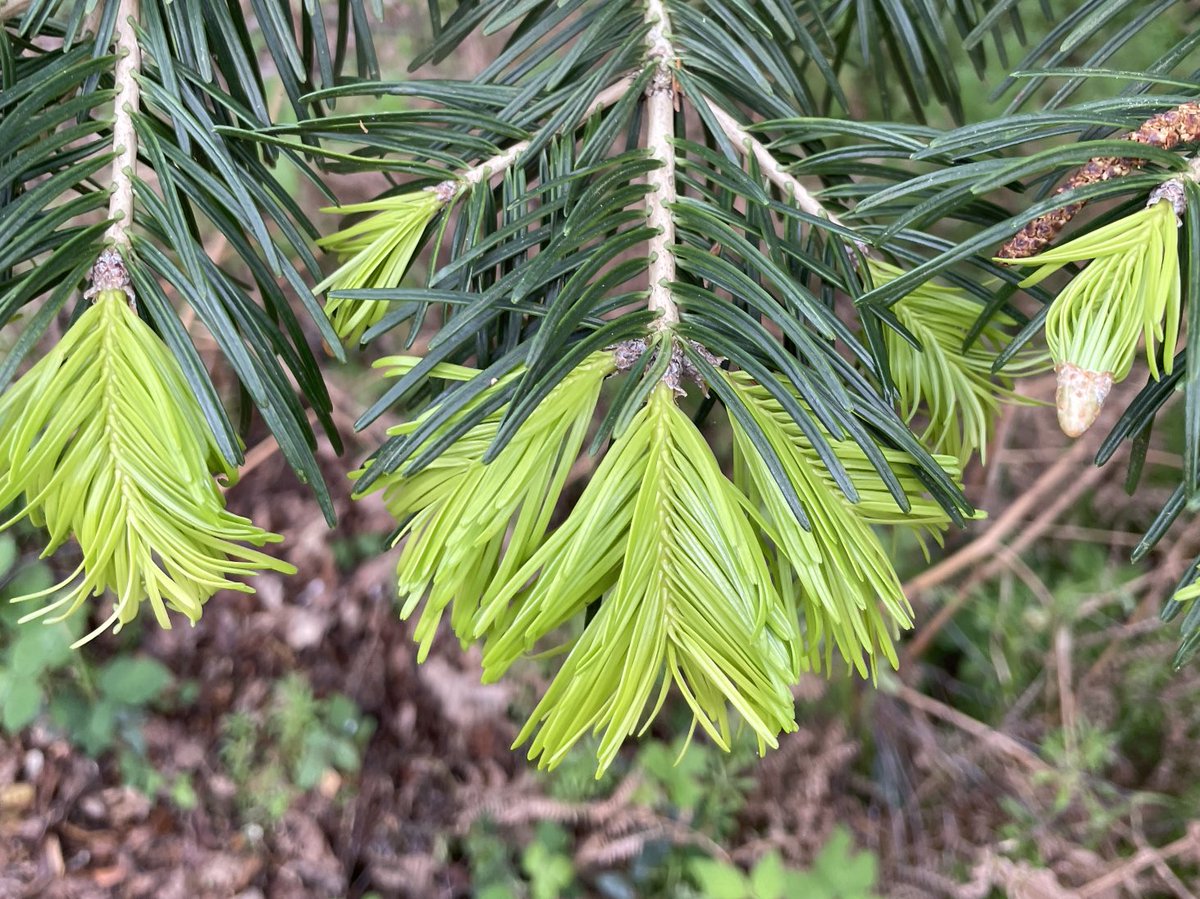 I may have said this before, but I think one of the loveliest things about spring is new growth on conifers - fresh green like they’ve been dipped in a paint pot! (Western Himalayan fir at @OBGHA Harcourt Arboretum)