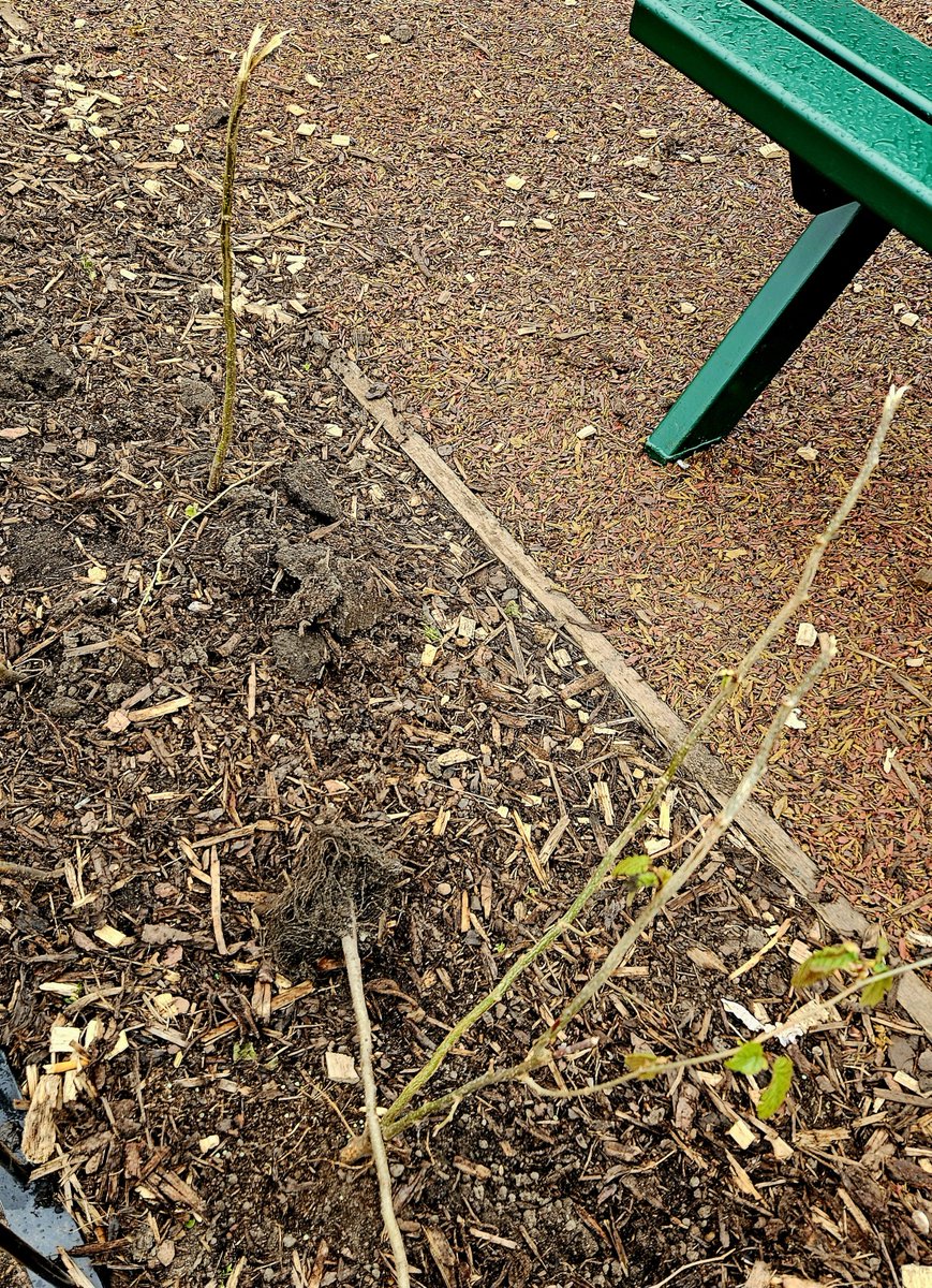 1.Saddened & maddened to hear the planting in the new playground area of #Springfieldpark is wilfully being pulled out by teenagers, assumedly bad rather than bored. Ridiculous having to keep replanting. Evidence of some ECOhedge whips snapped & pulled out earlier this pm😠😭🤔