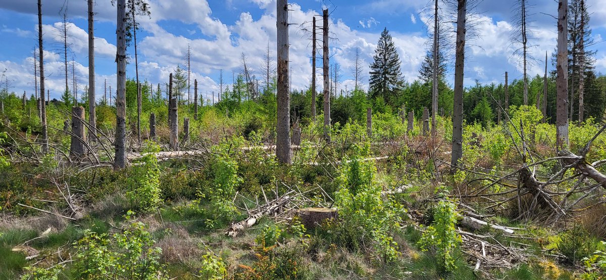 Tjeerd Langhout tweet media