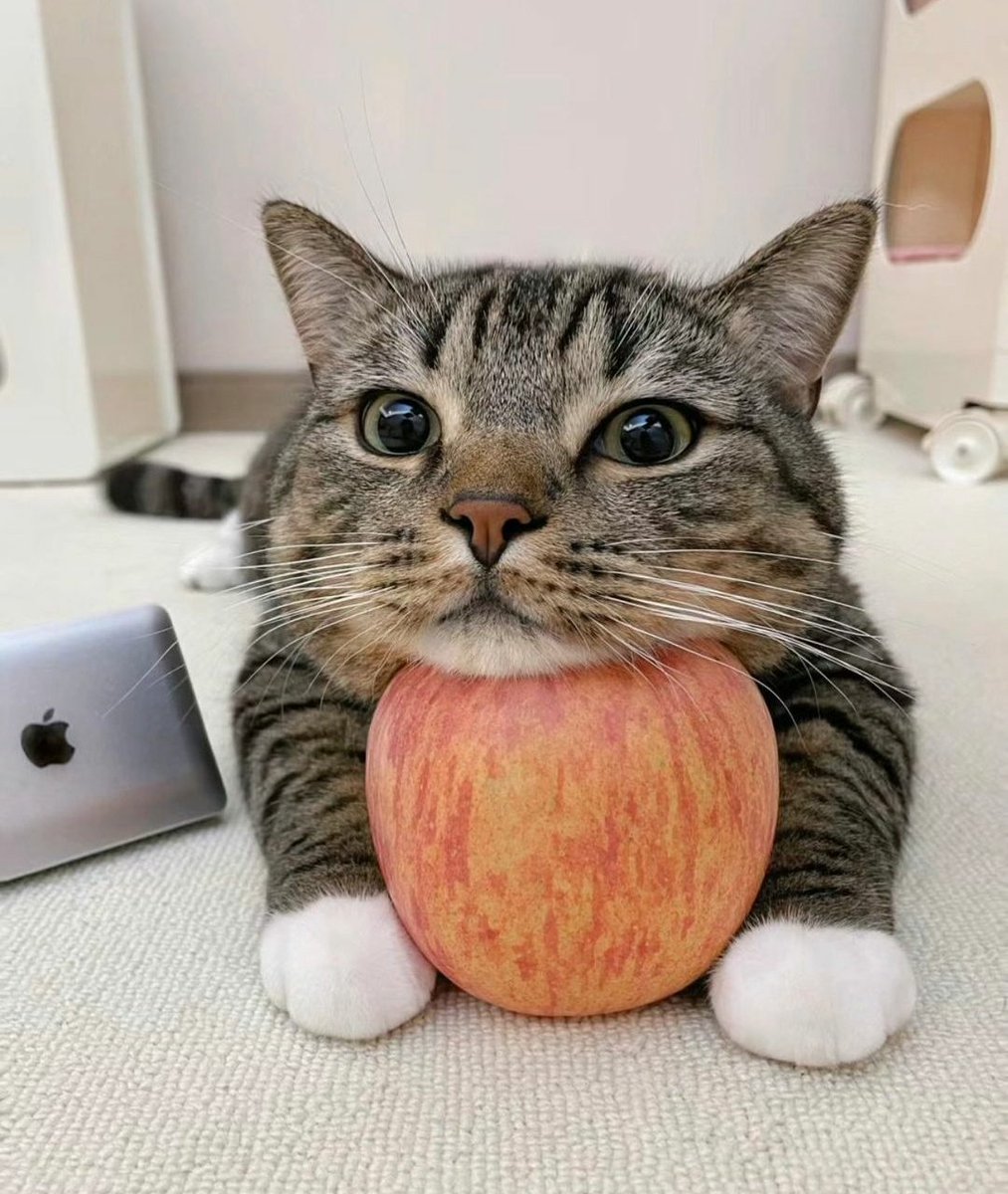cats with powerful impression 🐾 tweet media