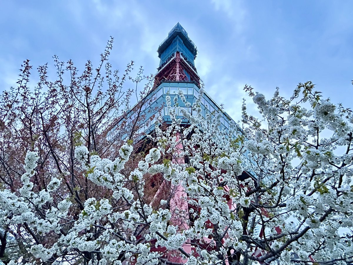 おはようございます‼️
4月30日午前4時40分
#札幌 は曇り空
早く咲いた桜は
散り始めていますが
いま見頃の桜もあります
風はなく
寒さは気になりません
#イチモニ
生放送は朝6時スタートです
（清水秀一）
#お絵描き天気
#htb