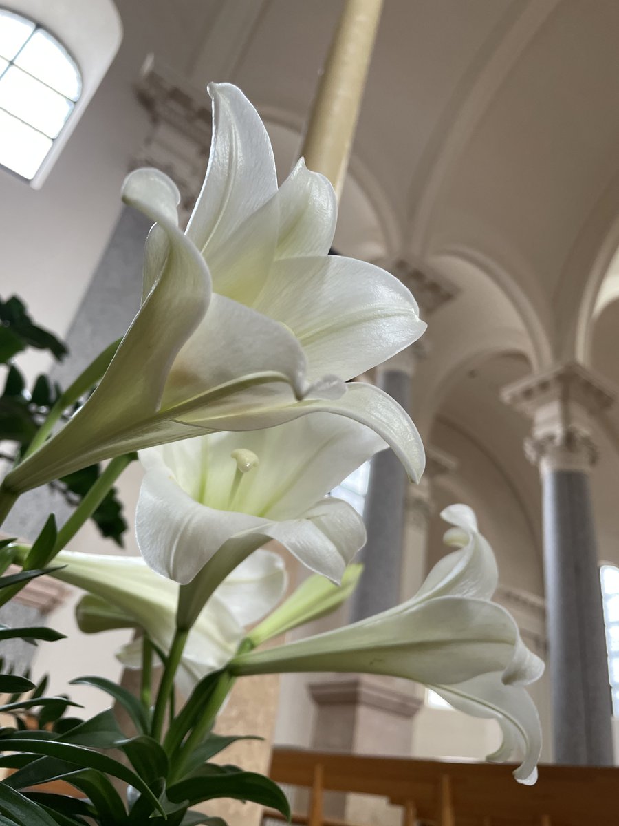 As we move through the #Easter season toward #Pentecost, may you be continually and passionately reminded of God's unfailing love for you.

📷: Easter lilies in Sacred Heart Chapel. Photo taken by Amanda Hackett.