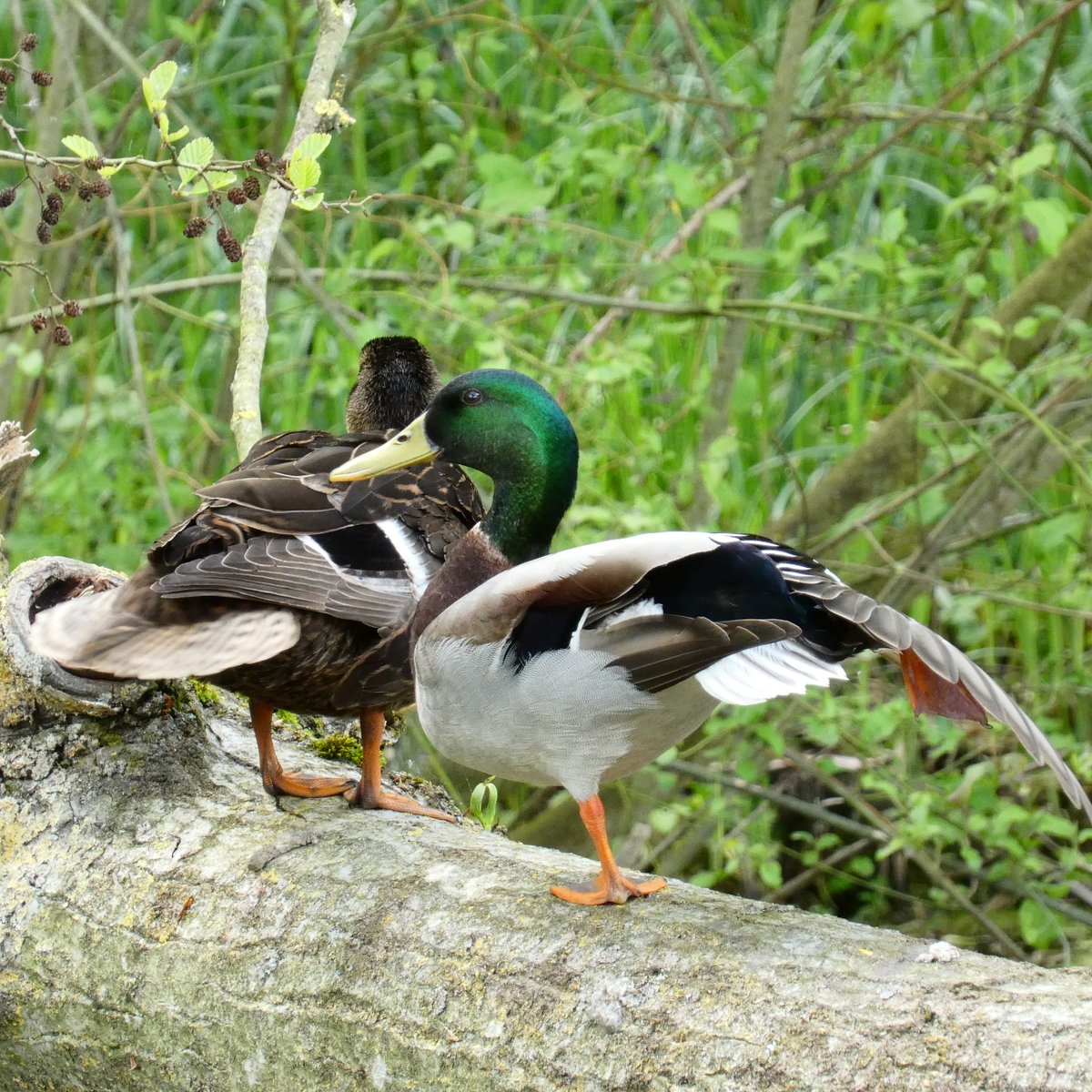 On a branch so low,
A #mallard made a show.
With a rising paw,
He danced, much to my awe.

🦆

#NaturePhotography #NaturePhoto #naturelovers #naturesbeauty #NatureSpeaks #NatureEnthusiast #BirdPhotography #ducks #AnasPlatyrhynchos #photo #photos #photography #自然 #真鴨 #マガモ
