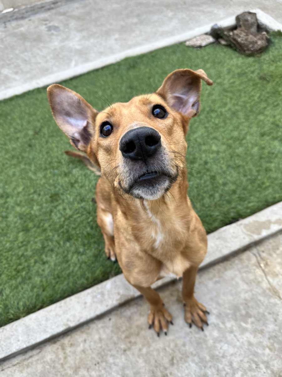 Eldorado is ready to bring his boundless energy to your life! He has an outgoing personality, & is a social butterfly who loves to meet people. With him by your side, every day is sure to be filled with laughter, love, & adventures! Age: 2 yrs Weight: 38 lbs Breed: Retriever mix