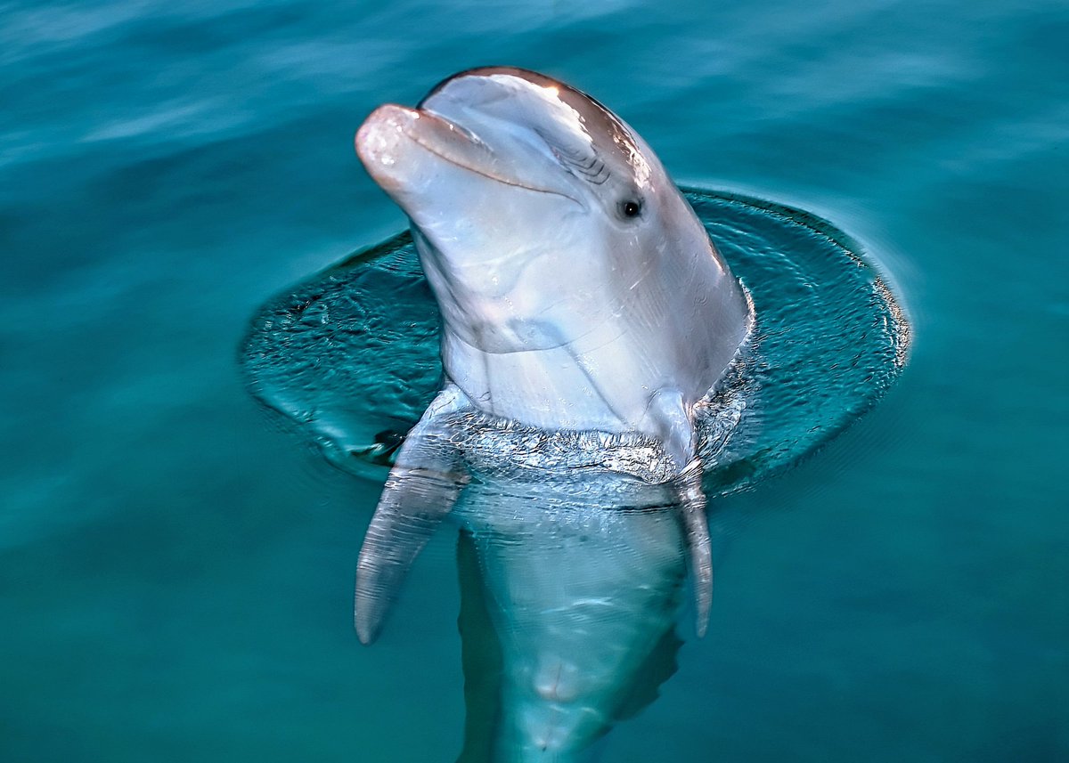 Dolphin in Florida tests positive for avian influenza: Researchers recently diagnosed a bottlenose dolphin in Florida with the highly pathogenic avian influenza virus, commonly known as HPAIV. earth.com/news/dolphin-i… #EarthDotCom #EarthSnap #Earth