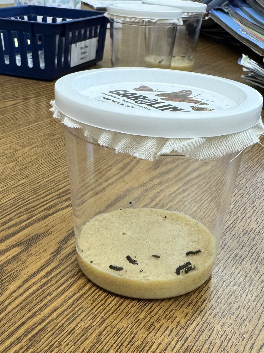 Grade 2 students <a href="/LivSchools/">Livingston Schools</a> have a special 🦋delivery for observation!  <a href="/BurnetHillElem/">Burnet Hill School</a> <a href="/CollinsElemSch/">Collins Elem School</a> <a href="/HarrisonHawks90/">HarrisonHawks90</a> <a href="/Hillside_Elem/">Hillside School</a> <a href="/NjMpe/">MPE Livingston NJ</a> <a href="/RikerHillRams/">Riker Hill Elementary School</a>