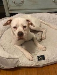 @venetianblonde @nasrene41 @LisaBrabson @MyBoxerLuvMac1 @NMBewitched Yay Casper!! Glad you're back at the shelter (never thought I would say that) 🤦‍♀️💜🐾 Now CASPER needs a GREAT HOME!! @AdoptMiamiPets Thanks everyone for helping Casper.....you rock!! Twitter / X / Rescue Network ⬇️⬇️⬇️ @TaniaHop3 @WinglessBird_ @SandraK93322487…