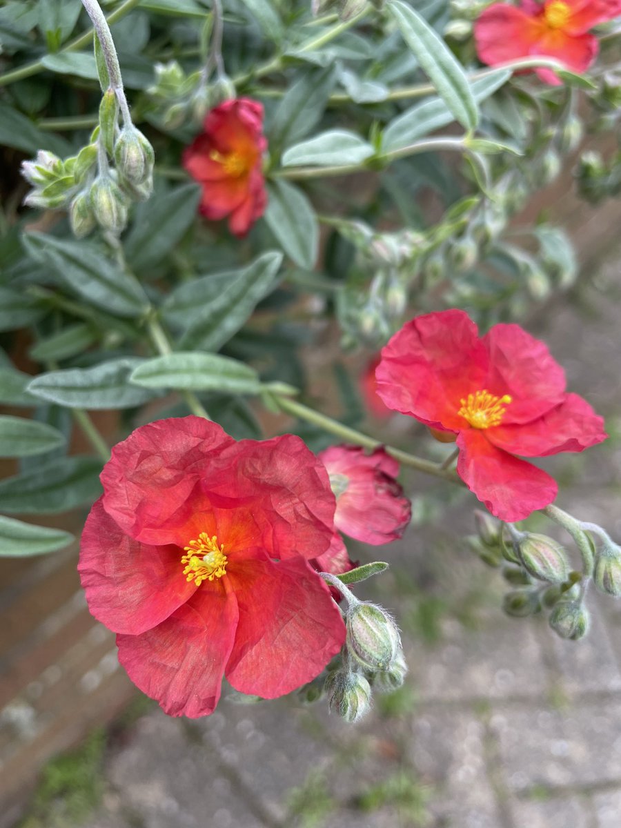 The flowers on this helianthemum ‘Fire Dragon’ could easily be made of paper ❤️🔥🐲