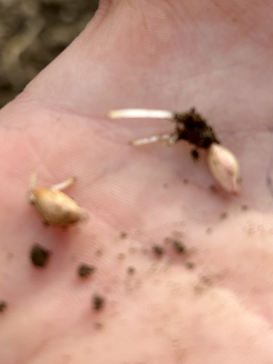 First two pictures show concerto spring barely sown Thursday 25th of April. Next two show Geraldine spring barley sown Tuesday 23rd of April. It’s amazing what Mother Nature can do in a matter of days. #harvest2024 #farmlife