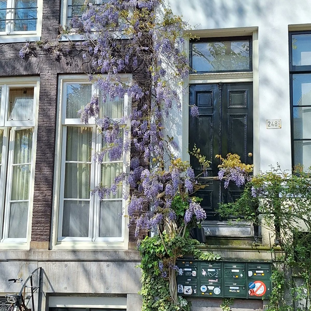 Wisteria Keizersgracht