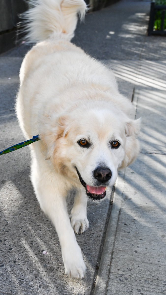 thedogist's tweet photo. Virgil, Great Pyrenees/Golden Retriever mix (13 y/o), 11th &amp; 2nd Ave., New York, NY • “He’s a hospital therapy dog. He helps everything – kids, the cancer center, the psychiatric ward. He’s named after Virgil Caine because he was found hungry and barely alive in Georgia.” https://t.co/bTpQ5p8tU4