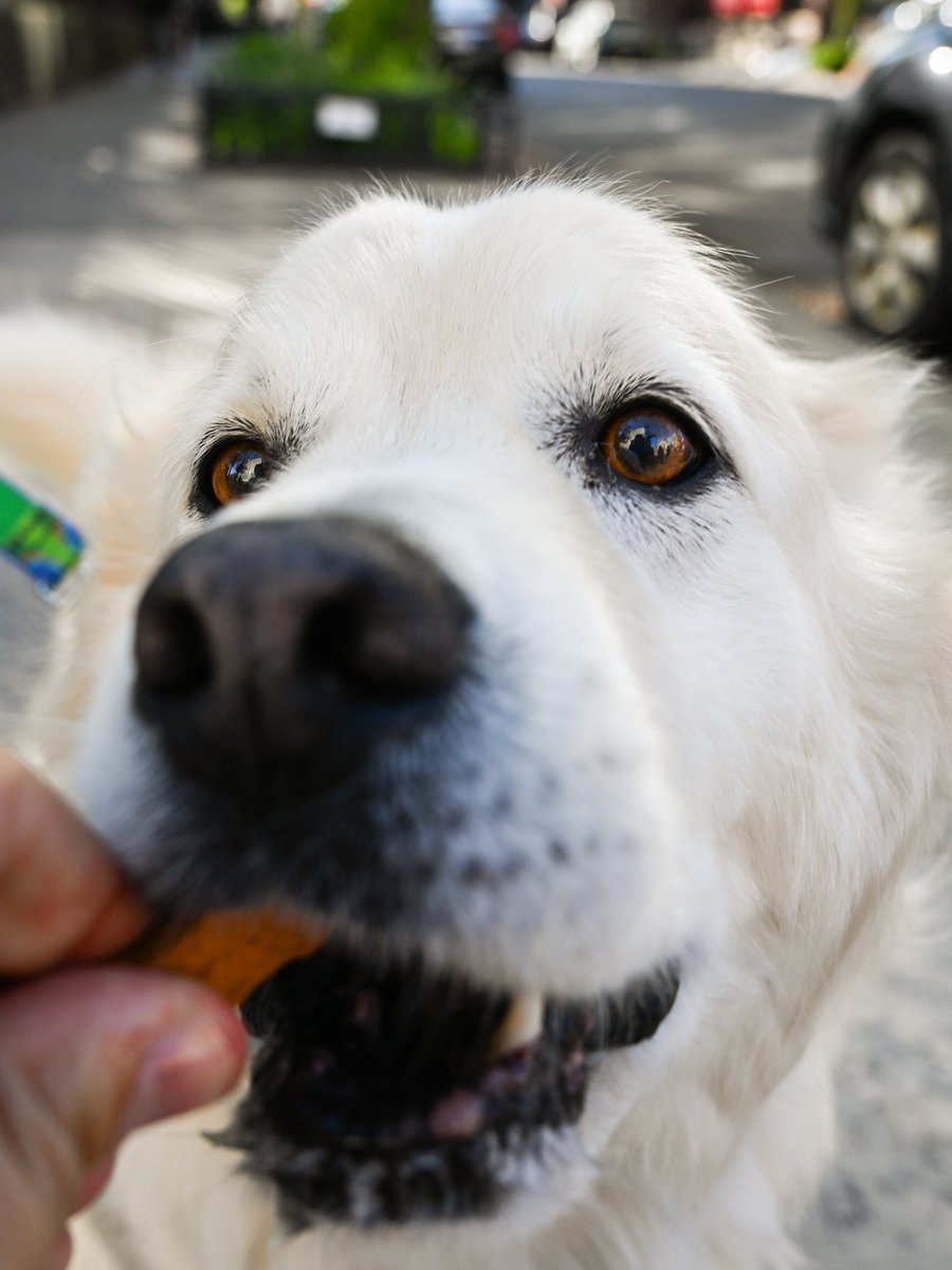 Virgil, Great Pyrenees/Golden Retriever mix (13 y/o), 11th & 2nd Ave., New York, NY • “He’s a hospital therapy dog. He helps everything – kids, the cancer center, the psychiatric ward. He’s named after Virgil Caine because he was found hungry and barely alive in Georgia.”