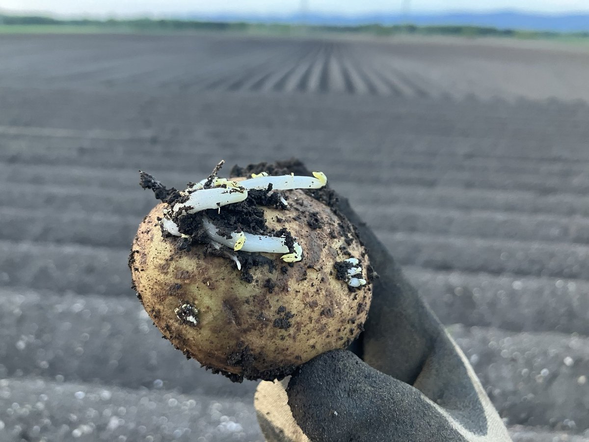 Just one more day left, then potatoe #plant24  is over. First potatoes start to germinate as conditions are perfect.