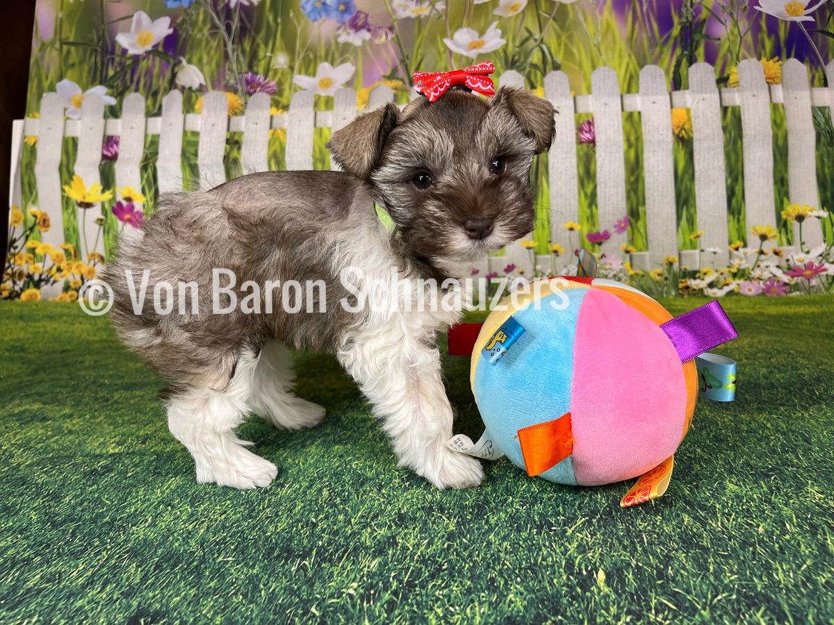 Mini schnauzers pups available 

#vonbaronschnauzers