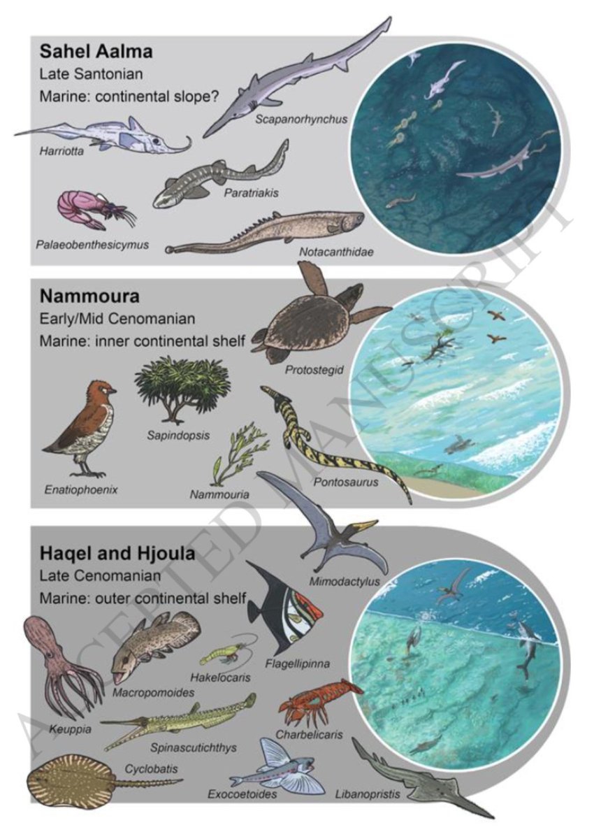 I cannot express how much I love this illustration... It is such a beautiful way to depict environment and faunal successions! Consider the idea stolen @JoschuaKnuppe
