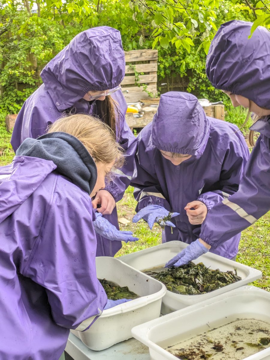 Year 5 outdoor club braved the rain this afternoon to help clear and clean the pond. We found newts, dragon fly larvae and water snails. Super effort team 👏🏻👏🏻👏🏻 @_OLW_ @OutdoorCoachUK