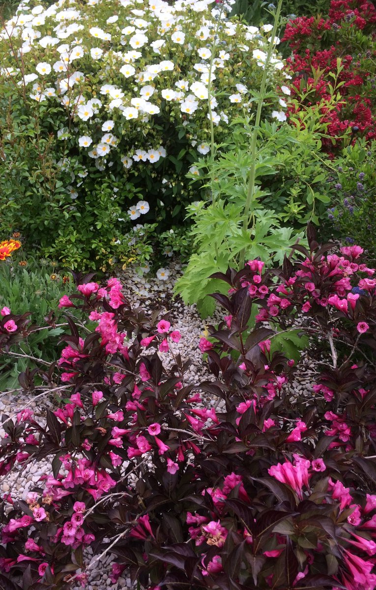 Dans le jardin (#91)
Réveil!
Le coeur toujours aussi léger, 'les oiseaux gueulent, les fleurs puent', c’est l'printemps.