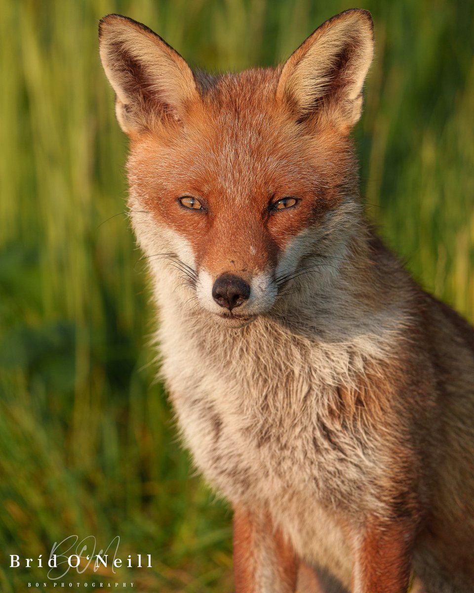 Have you ever watched the sun rise with a fox??

Last summer I had the privilege of spending most mornings with this handsome chap, who allowed me into his little family. 

#fox #mrfox #foxoftheday #wildlifephotography #natureatitsfinest #BONPhotography 
@ChrisGPackham