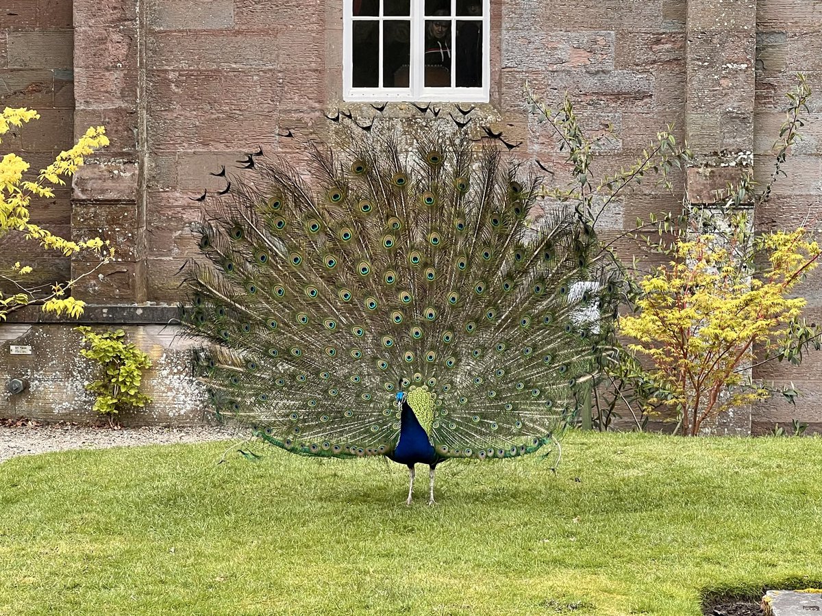 Warm welcome to #sconepalace from one of the resident #peacocks! #britainsbestguides @STGAguides #bluebadgetouristguide #professionaltouristguide