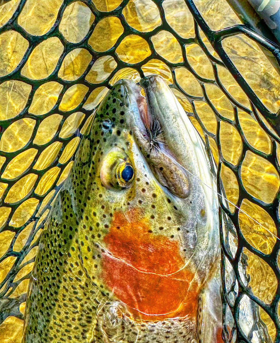 NEWSLETTER DROP! New fishing forecast, Simms Pack Sale, Mossy Creek Solar restock, and more! Click the link in our profile- conta.cc/3QnH8v1 #flyfish #flyfishing #flyshop #flytying #trout #troutfishing #rainbowtrout #dryfly #mossycreekflyfishing