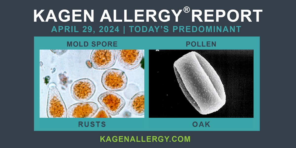 Today's predominant pollen and mold spore for #Wisconsin: April 29, 2024. Happy to see you. How may we help? kagenallergy.com/contact-the-te…  #allergytriggers #allergyseason #allergy #allergies #asthma