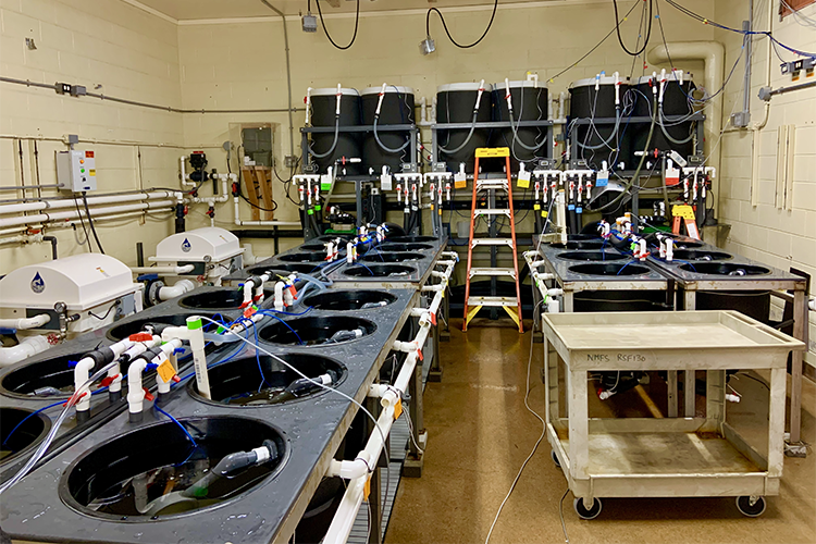 NOAAFisheriesAK's tweet photo. New NOAA Fisheries study looks into the future by replicating predicted Alaska conditions in the laboratory. This study is the first to look at the interactive effects of ocean warming and acidification on Pacific cod.
#PacificCod #ClimateChange #Alaska
https://t.co/dezTR9yt0A https://t.co/IO7RlFqsIU