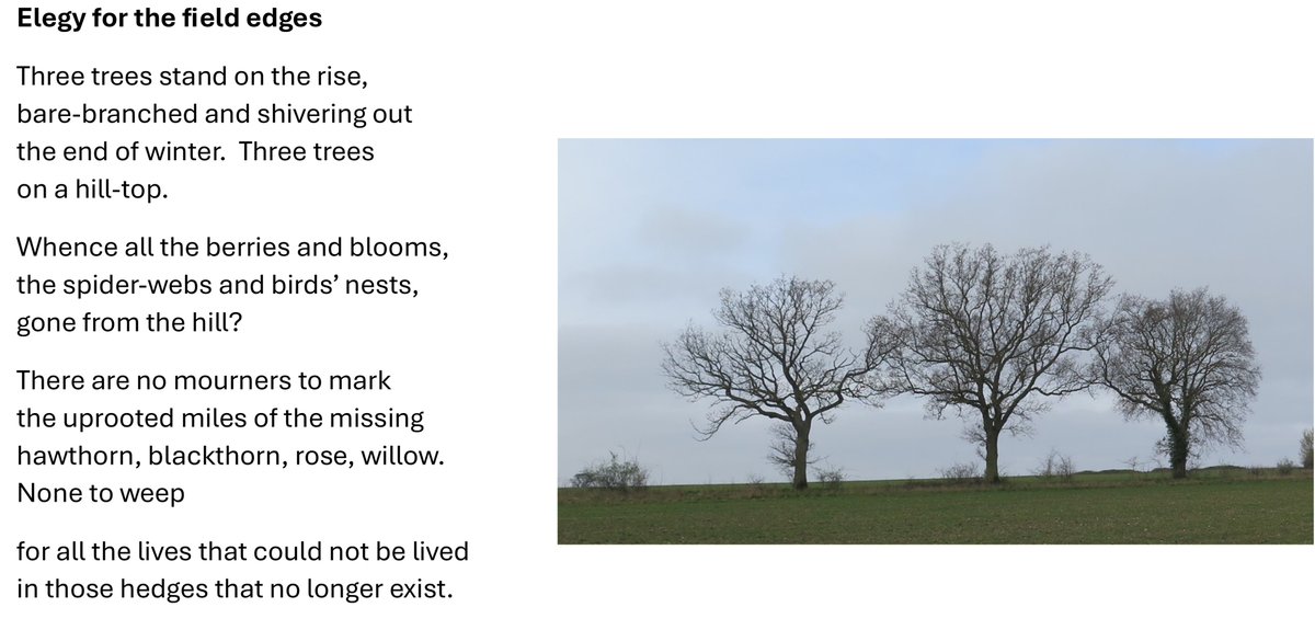 Trees mark where there would once have been a thriving, living hedge. Reason enough for an elegy. #NaPoWriMo Day 29