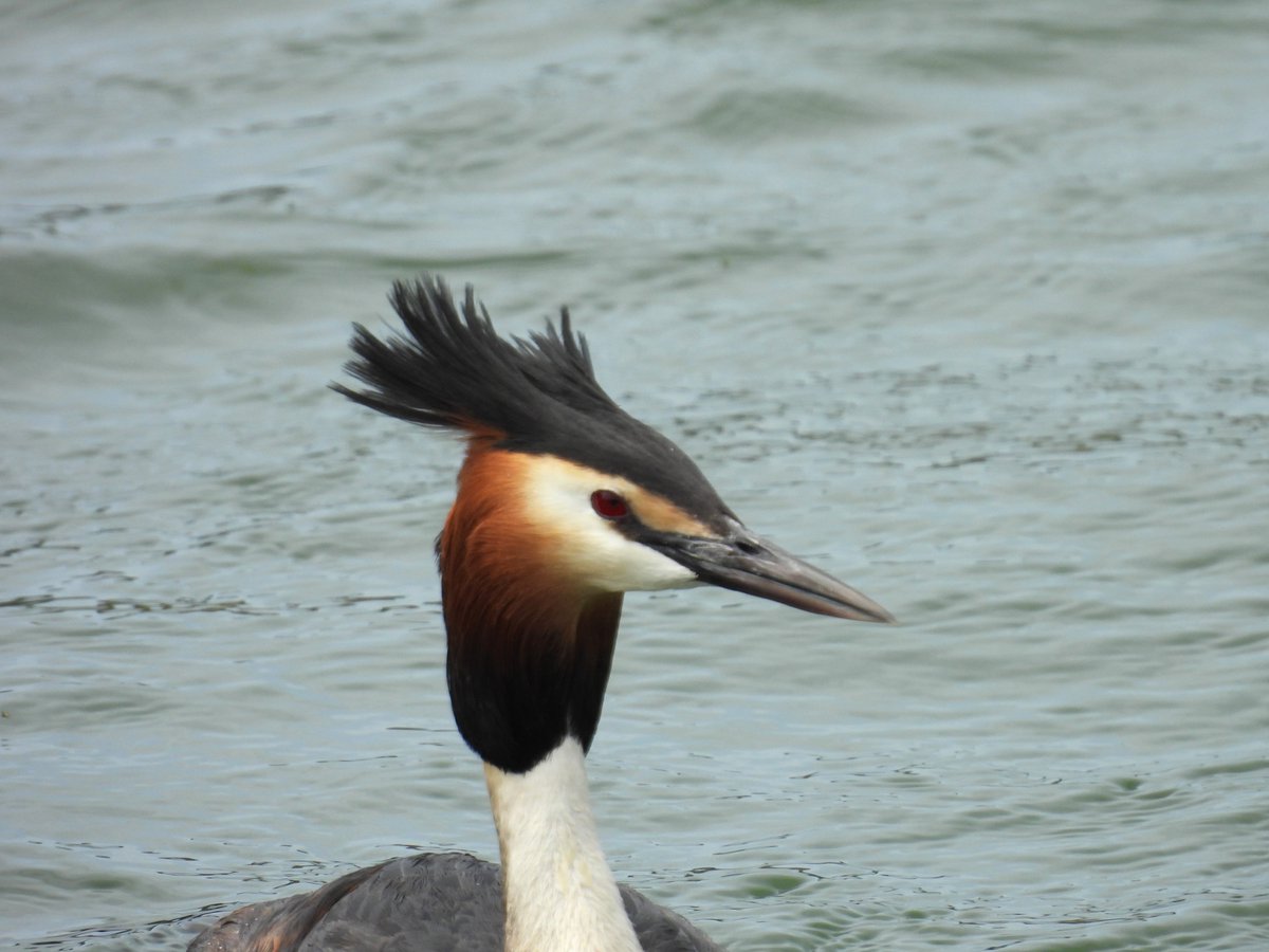 I think that #GreatCrestedGrebes are such stunning birds. I saw a few at #RSPBRadipole today, and they looked fantastic. @DorsetBirdClub @RSPBWeymouth