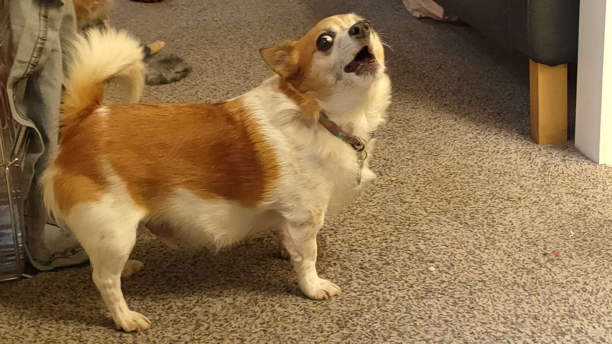 This morning Tiny went up to the rainbow bridge.
God only sends his goofiest, gummiest and bravest soldiers for his hardest missions and this sweet little man faced it all with a big, toothless smile. 
I wish we had longer, but thank you for all the joy you brought us, Mr T.