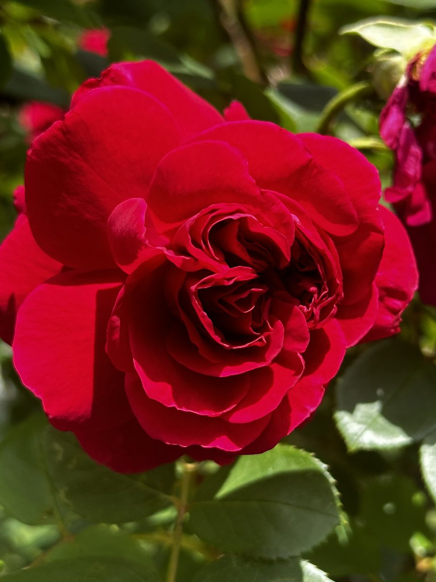 What a rose Monday evening.#GardeningX #RoseOfX #FlowerOfX #GoodEveningX