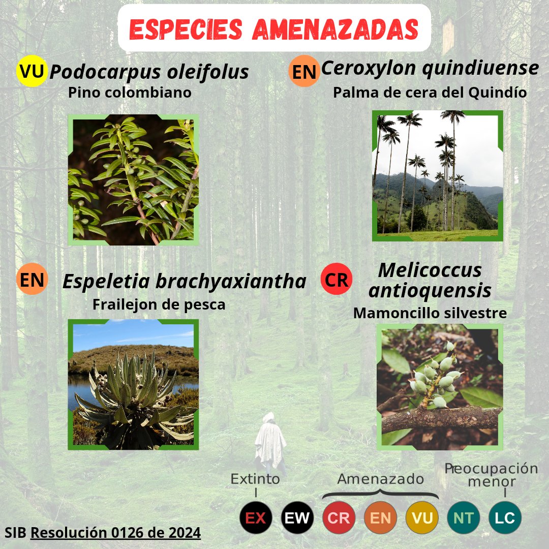 redcre_'s tweet photo. DíA DEl ÁRBOL✨
Les queremos recordar la importancia de los arboles en la naturaleza. 🌳
¿Quieres conocer algunas especies amenazadas? 😢
#diadelarbol #treeday #Redcre #nature #IUCN #especiesamenazadas https://t.co/kj9vyXdO4l